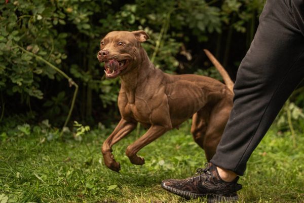 American pitbullterrier kennel