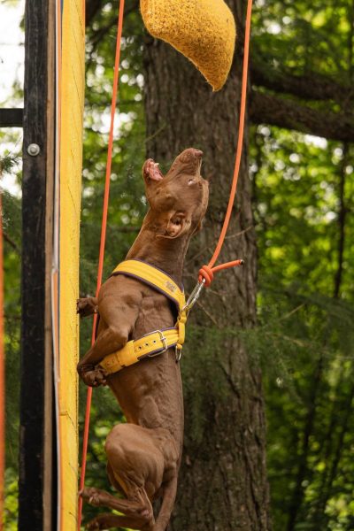 American pitbullterrier kennel