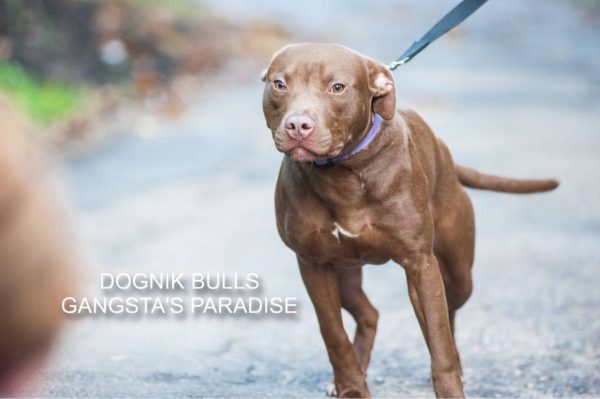 Pitbull kennel Dognik Bulls