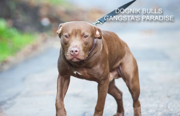 Pitbull kennel Dognik Bulls