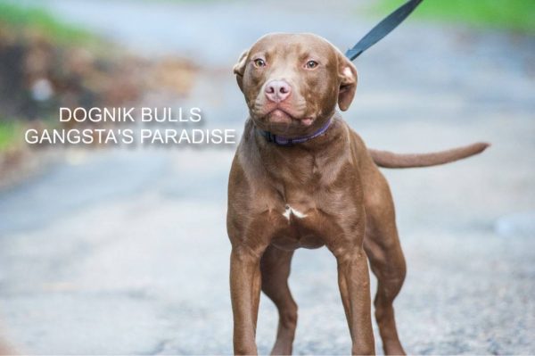 Pitbull kennel Dognik Bulls