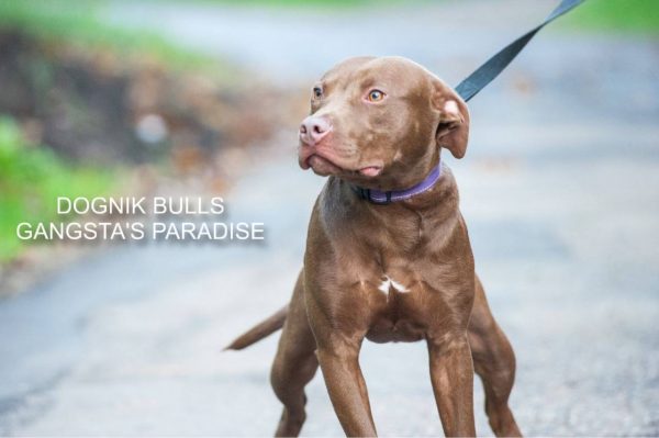 Pitbull kennel Dognik Bulls