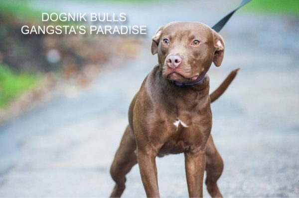 Pitbull kennel Dognik Bulls