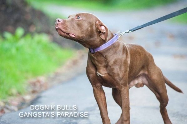 Pitbull kennel Dognik Bulls