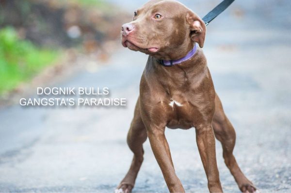 Pitbull kennel Dognik Bulls