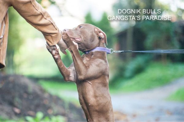Pitbull kennel Dognik Bulls