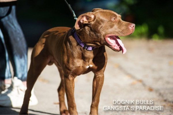 Pitbull kennel Dognik Bulls