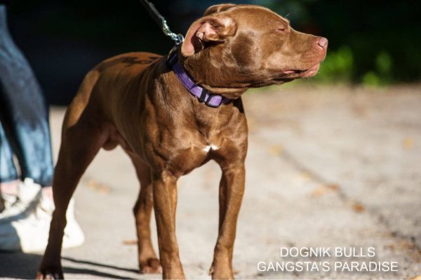 Pitbull kennel Dognik Bulls