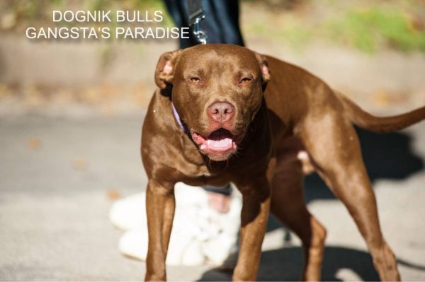 Pitbull kennel Dognik Bulls
