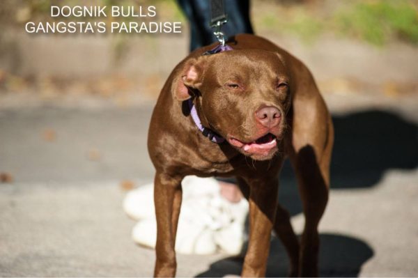Pitbull kennel Dognik Bulls