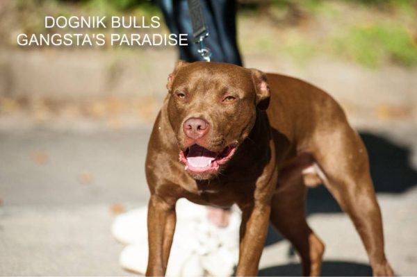 Pitbull kennel Dognik Bulls