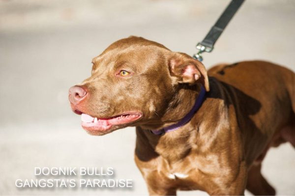 Pitbull kennel Dognik Bulls
