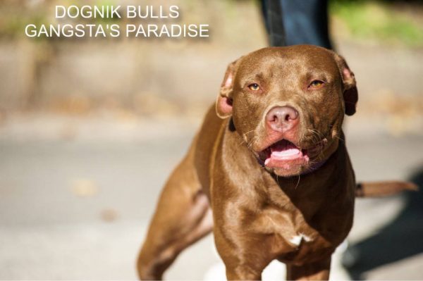 Pitbull kennel Dognik Bulls