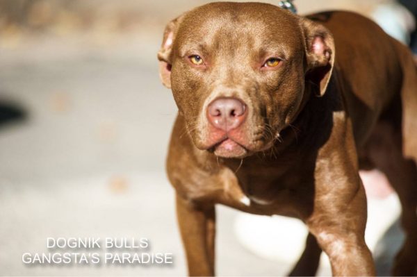 Pitbull kennel Dognik Bulls