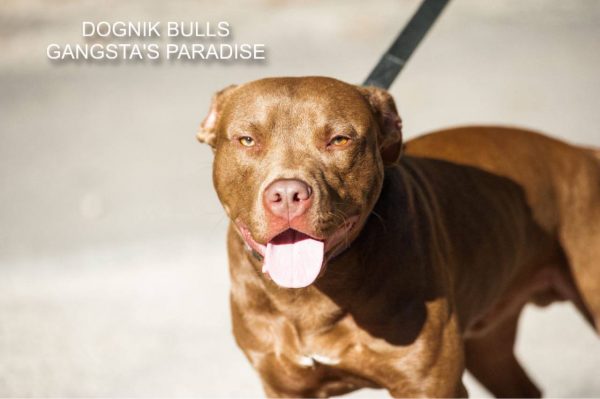 Pitbull kennel Dognik Bulls