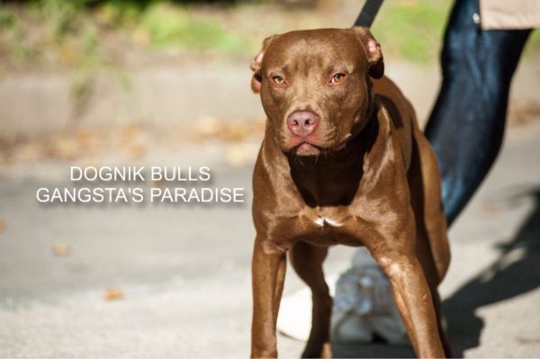 Pitbull kennel Dognik Bulls