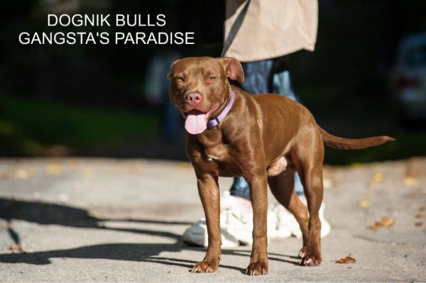 Pitbull kennel Dognik Bulls