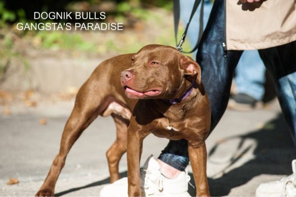 Pitbull kennel Dognik Bulls
