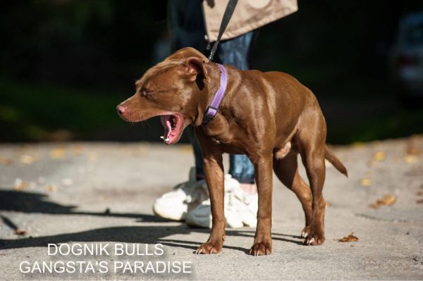 Pitbull kennel Dognik Bulls