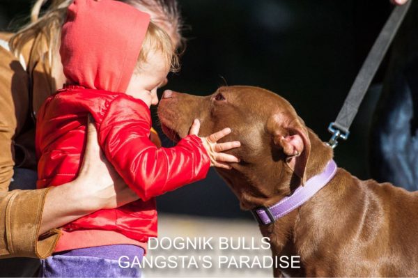 Pitbull kennel Dognik Bulls