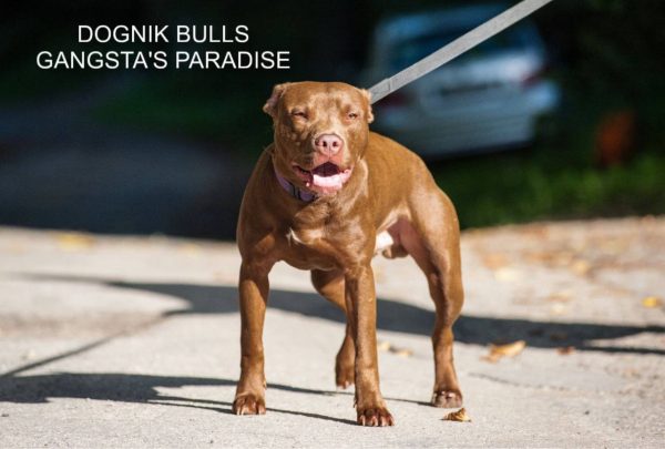 Pitbull kennel Dognik Bulls