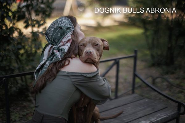 Pitbullterrier Dognik Bulls Abronia