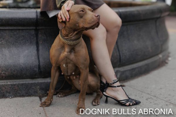 Pitbullterrier Dognik Bulls Abronia