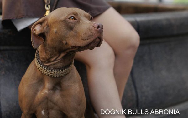 Pitbullterrier Dognik Bulls Abronia
