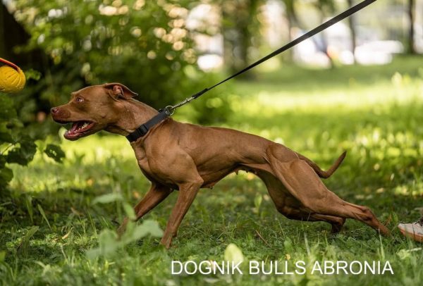 Pitbull terrier kennel Dognik Bulls