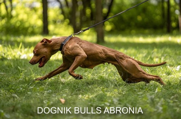 Pitbull terrier kennel Dognik Bulls