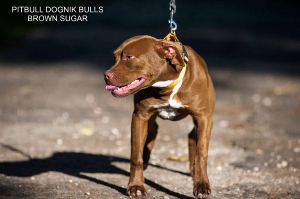 Pitbull terrier kennel Dognik Bulls