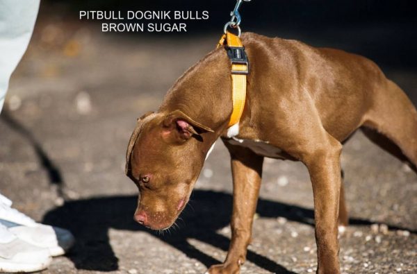 Pitbull terrier kennel Dognik Bulls