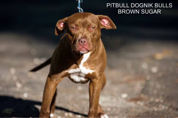 Pitbull terrier kennel Dognik Bulls