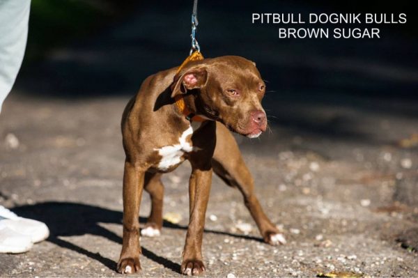Pitbull terrier kennel Dognik Bulls
