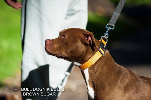 Pitbull terrier kennel Dognik Bulls