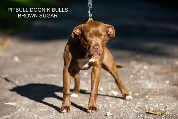 Pitbull terrier kennel Dognik Bulls