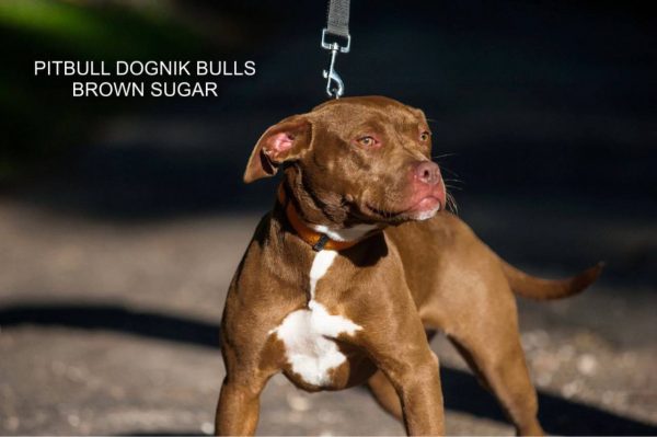 Pitbull terrier kennel Dognik Bulls