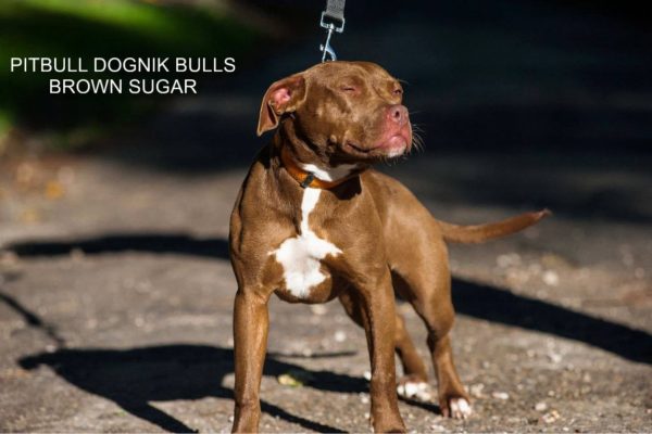 Pitbull terrier kennel Dognik Bulls