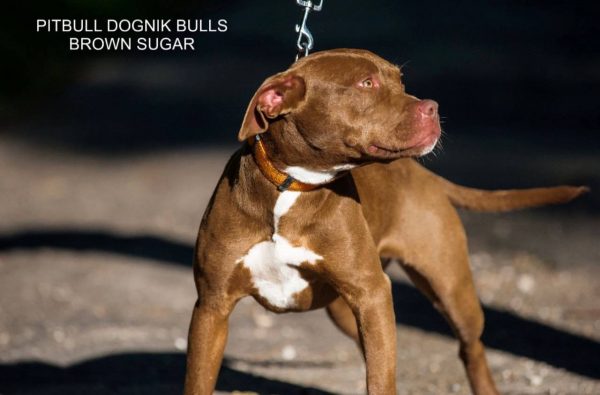 Pitbull terrier kennel Dognik Bulls