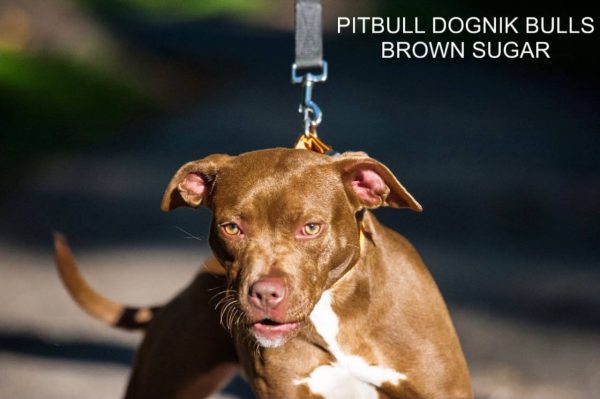 Pitbull terrier kennel Dognik Bulls