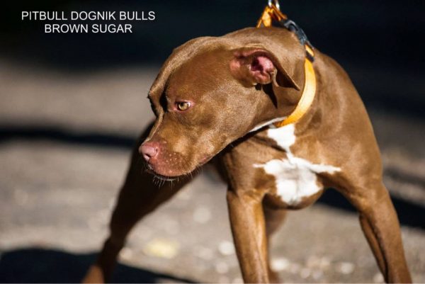 Pitbull terrier kennel Dognik Bulls
