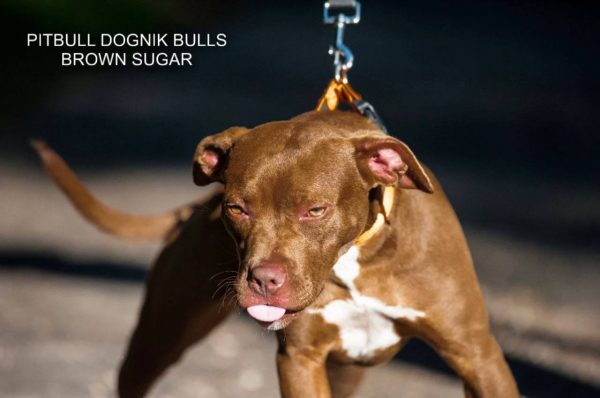Pitbull terrier kennel Dognik Bulls