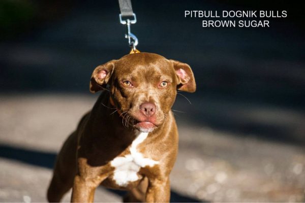 Pitbull terrier kennel Dognik Bulls