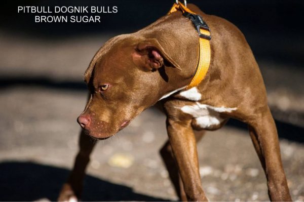 Pitbull terrier kennel Dognik Bulls