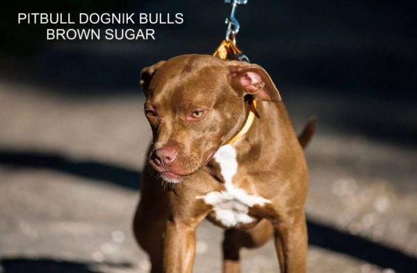 Pitbull terrier kennel Dognik Bulls