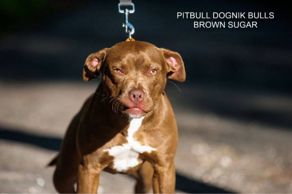 Pitbull terrier kennel Dognik Bulls