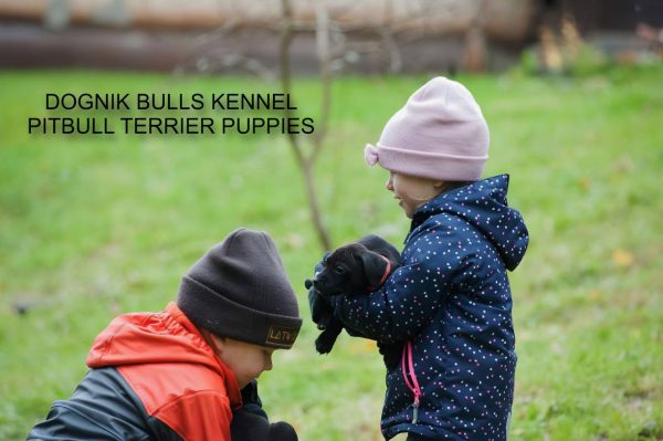 Pitbullterrier puppy Dognik Bulls kennel and children