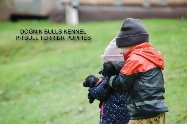 Pitbullterrier puppy Dognik Bulls kennel and children