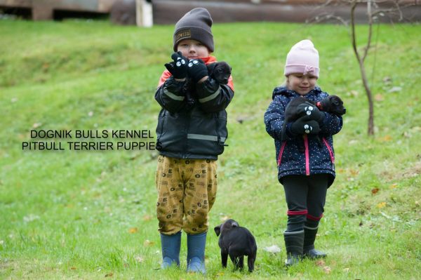 Pitbullterrier puppy Dognik Bulls kennel and children