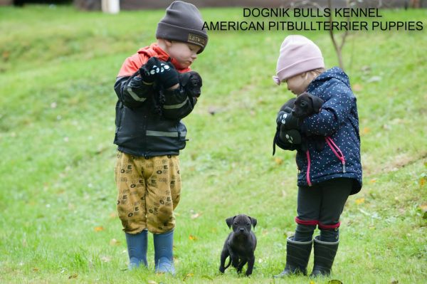 Pitbullterrier puppy Dognik Bulls kennel and children
